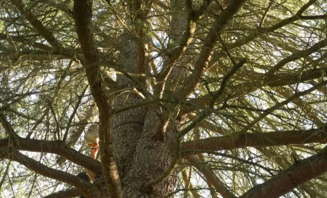 Diverses photos d'élagage et d'abattage, Châtellerault, Arborea