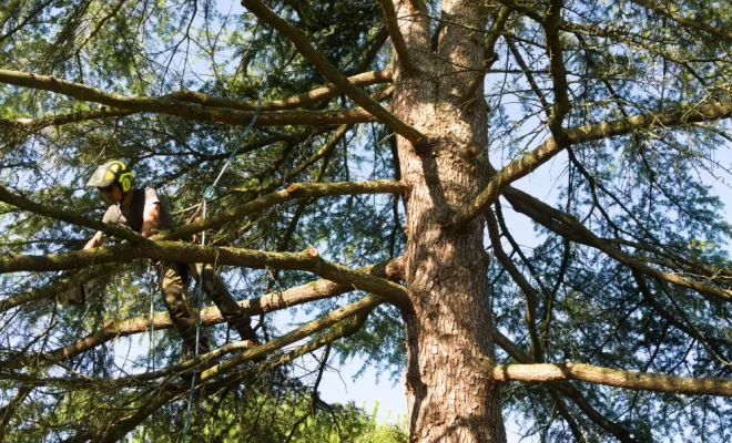 Diverses photos d'élagage et d'abattage, Châtellerault, Arborea
