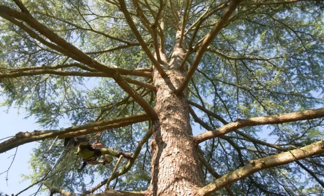 Diverses photos d'élagage et d'abattage, Châtellerault, Arborea
