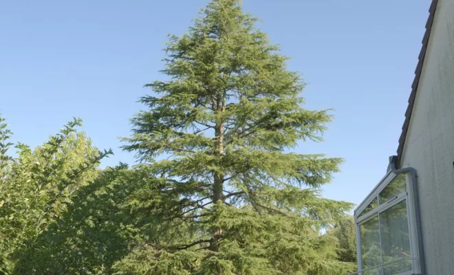 Diverses photos d'élagage et d'abattage, Châtellerault, Arborea