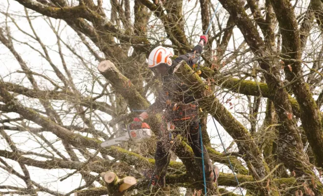 Diverses photos d'élagage et d'abattage, Châtellerault, Arborea