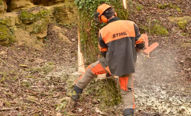 Diverses photos d'élagage et d'abattage, Châtellerault, Arborea