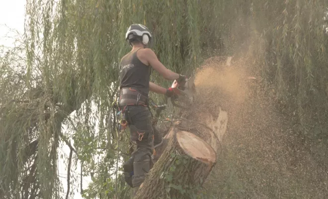 Diverses photos d'élagage et d'abattage, Châtellerault, Arborea