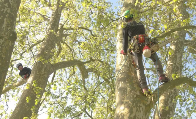Elagage à Preuilly sur Claise, Châtellerault, Arborea