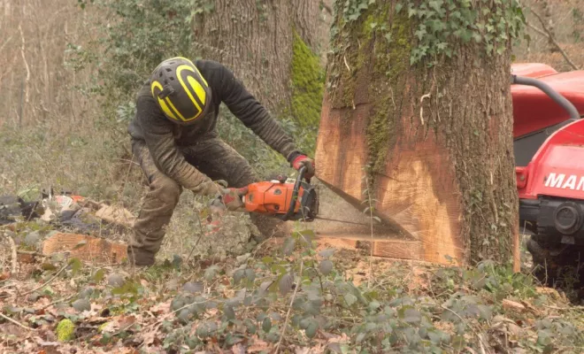 Abattage de grands chênes morts, Châtellerault, Arborea