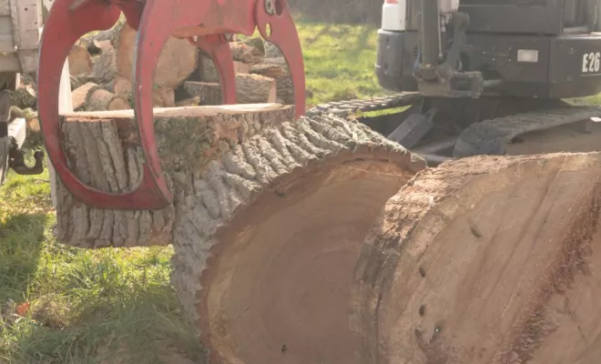 Le Grand Capricorne du chêne, Châtellerault, Arborea