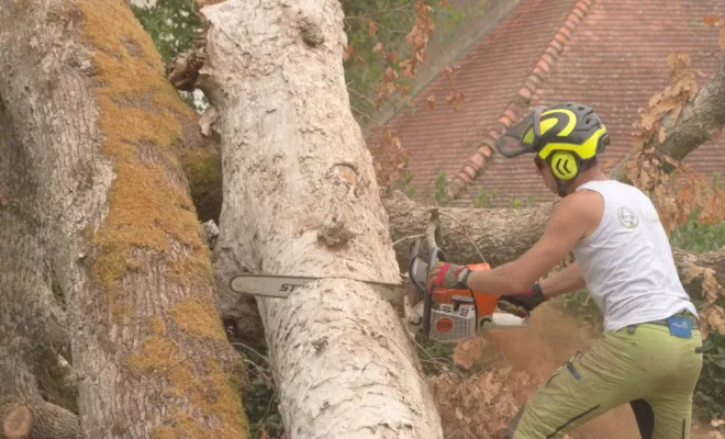 Elagage d'un vieux chêne aux abords de Poitiers, Châtellerault, Arborea