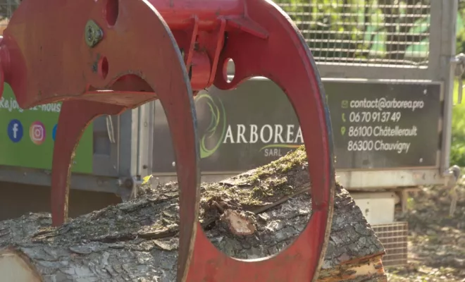 Abattage par démontage d'un Marronnier à Valdivienne, Châtellerault, Arborea