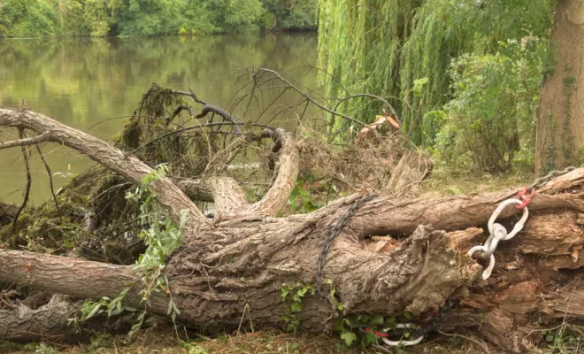 Nettoyage de berge à Civaux, Châtellerault, Arborea