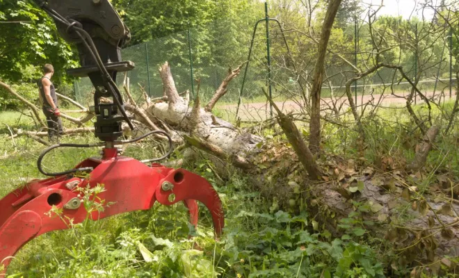 Evacuation d'un gros Pin Noir d'Autriche, Châtellerault, Arborea