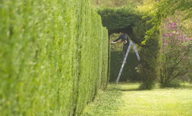 Taille de haie à Chauvigny 86300, Châtellerault, Arborea