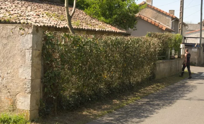 AVANT / APRES Taille d'une haie d'eleagnus, Châtellerault, Arborea
