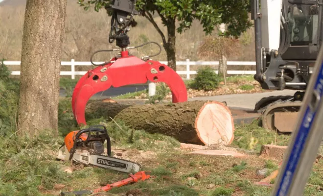 Abattage de Douglas à Lussac les Châteaux, Châtellerault, Arborea