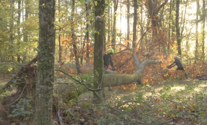 Tempête Ciaran, Châtellerault, Arborea
