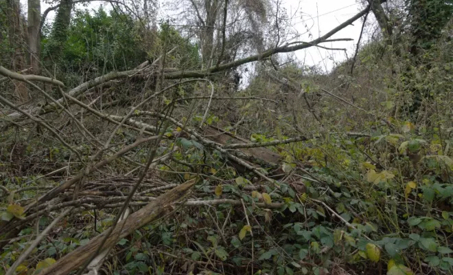 Remise en état d'un terrain en bord de Vienne, Châtellerault, Arborea