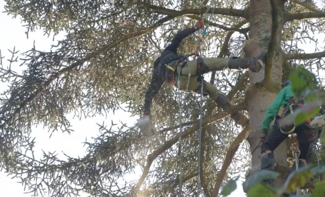 Démontage d'un Abies pinsapo, Châtellerault, Arborea
