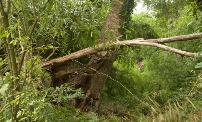 Abattage d'arbre à risque, Châtellerault, Arborea