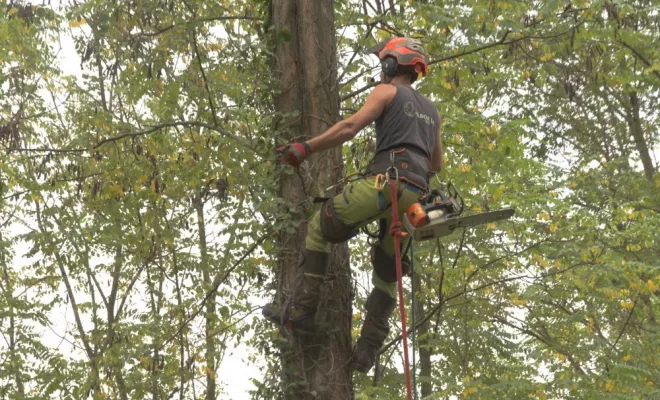 Abattage d'acacias à Preuilly sur Claise, Châtellerault, Arborea