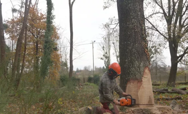 Ehoupage / Abattage de grands chênes, Châtellerault, Arborea