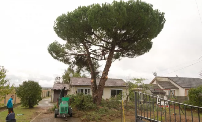 Taille sanitaire d'un pin parasol, Châtellerault, Arborea