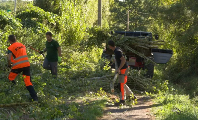 Abattage en bord de route, Châtellerault, Arborea