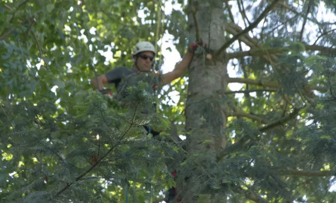 Diverses photos d'élagage et d'abattage, Châtellerault, Arborea