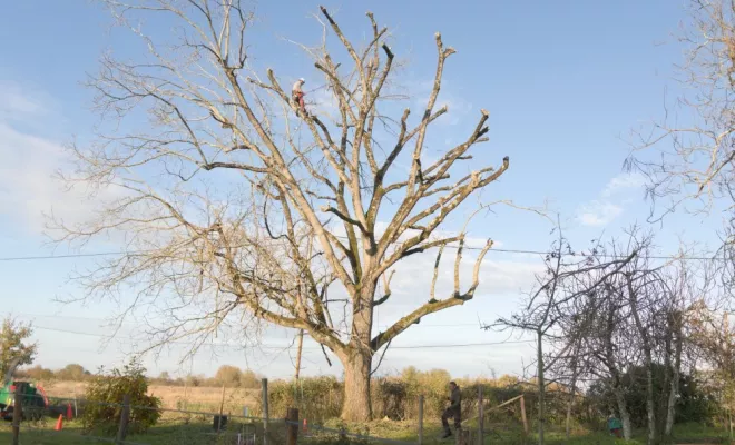 Elagage d'arbres à Chatellerault, Châtellerault, Arborea