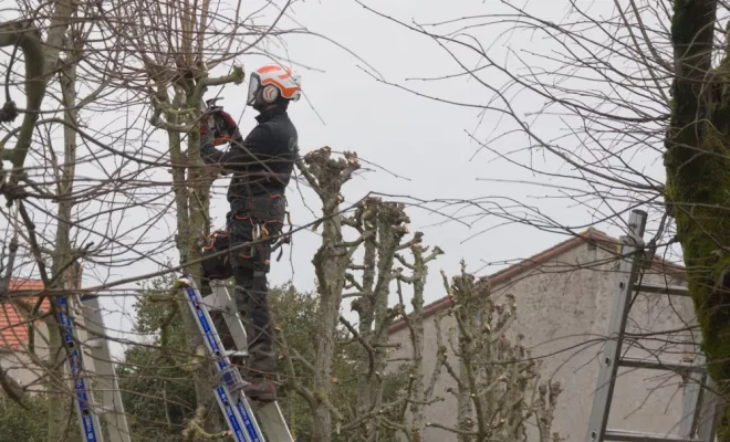Elagage de 70 Tilleuls à Montmorillon, Châtellerault, Arborea