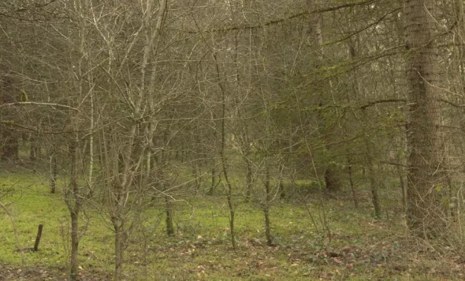 Entretien d'une Cédraie à Gencay, Châtellerault, Arborea