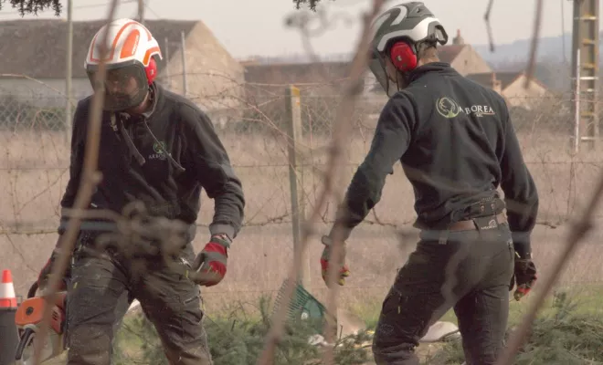 Diverses photos d'élagage et d'abattage, Châtellerault, Arborea