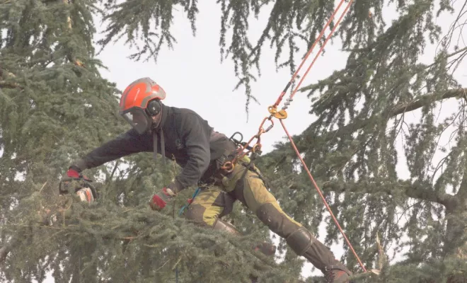 Diverses photos d'élagage et d'abattage, Châtellerault, Arborea