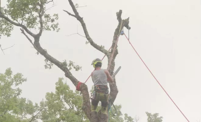 Travaux sur la D749, Châtellerault, Arborea
