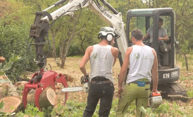 Elagage d'un vieux chêne aux abords de Poitiers, Châtellerault, Arborea