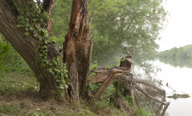 Nettoyage de berge à Civaux, Châtellerault, Arborea