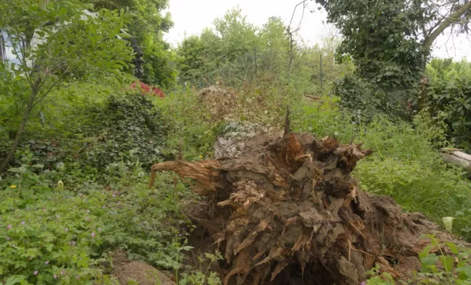 Evacuation d'un gros Pin Noir d'Autriche, Châtellerault, Arborea