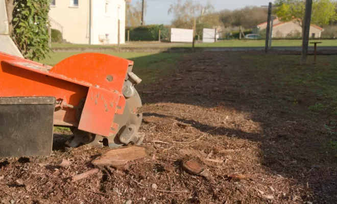 Rognage de 185 souches de Thuyas à Châtellerault, Châtellerault, Arborea