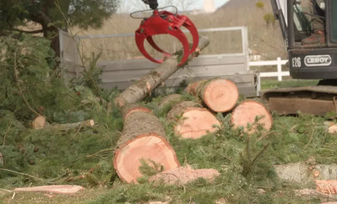 Abattage de Douglas à Lussac les Châteaux, Châtellerault, Arborea