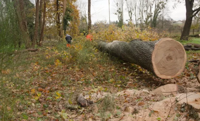 Ehoupage / Abattage de grands chênes, Châtellerault, Arborea