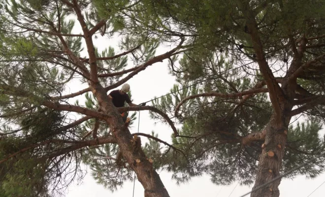 Taille sanitaire d'un pin parasol, Châtellerault, Arborea