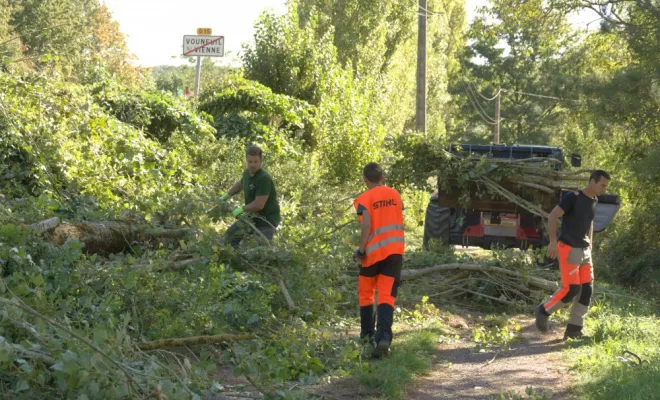 Abattage en bord de route, Châtellerault, Arborea
