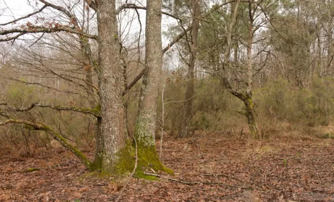 Restauration de vieilles landes mésophiles, Châtellerault, Arborea