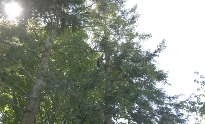 Diverses photos d'élagage et d'abattage, Châtellerault, Arborea