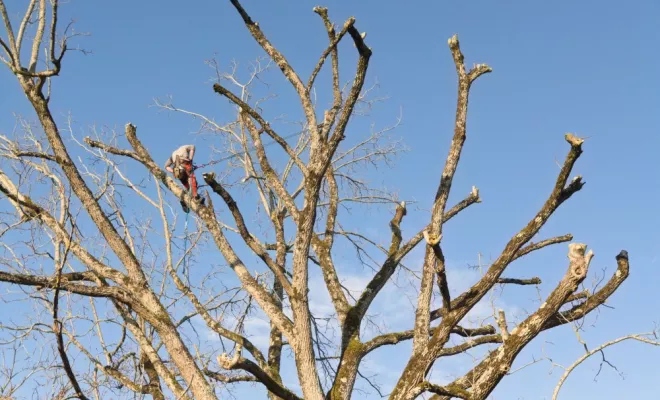 Elagage d'arbres à Chatellerault, Châtellerault, Arborea