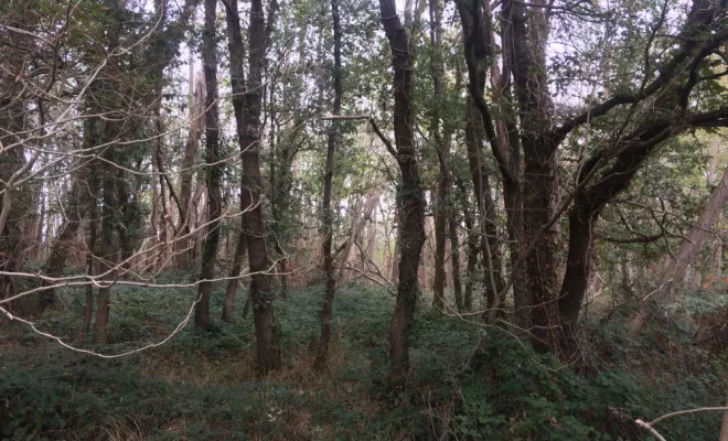 Défrichage et abattage d'arbres sur une parcelle communale, Châtellerault, Arborea