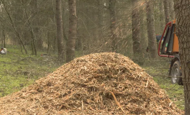 Entretien d'une Cédraie à Gencay, Châtellerault, Arborea