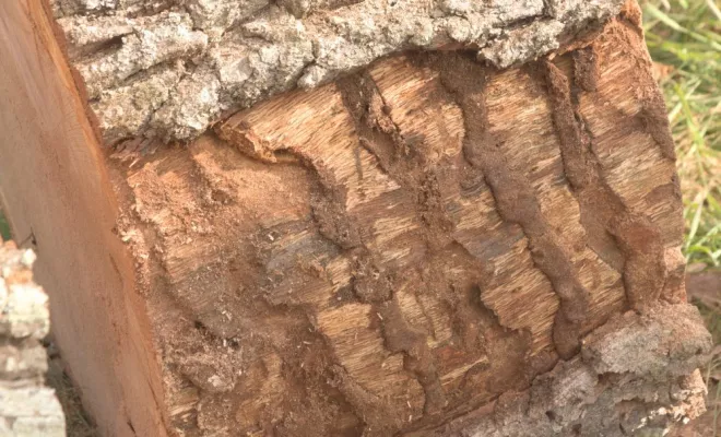 Le Grand Capricorne du chêne, Châtellerault, Arborea