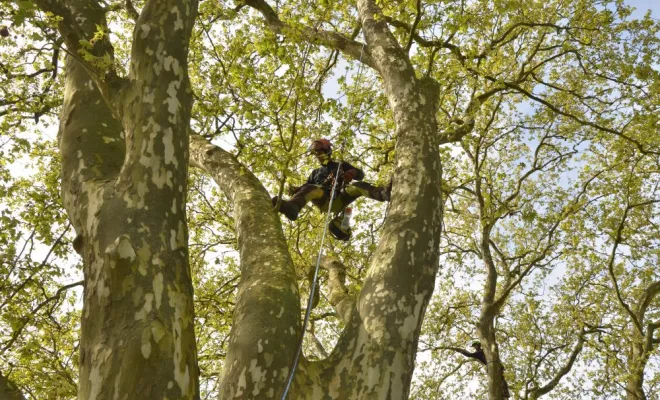 Elagage à Preuilly sur Claise, Châtellerault, Arborea
