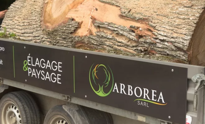 Abattage d'un chêne à proximité d'un bâtiment, Châtellerault, Arborea