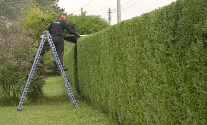 Taille de haie à Chauvigny 86300, Châtellerault, Arborea