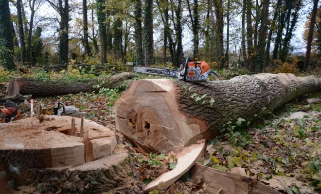Ehoupage / Abattage de grands chênes, Châtellerault, Arborea